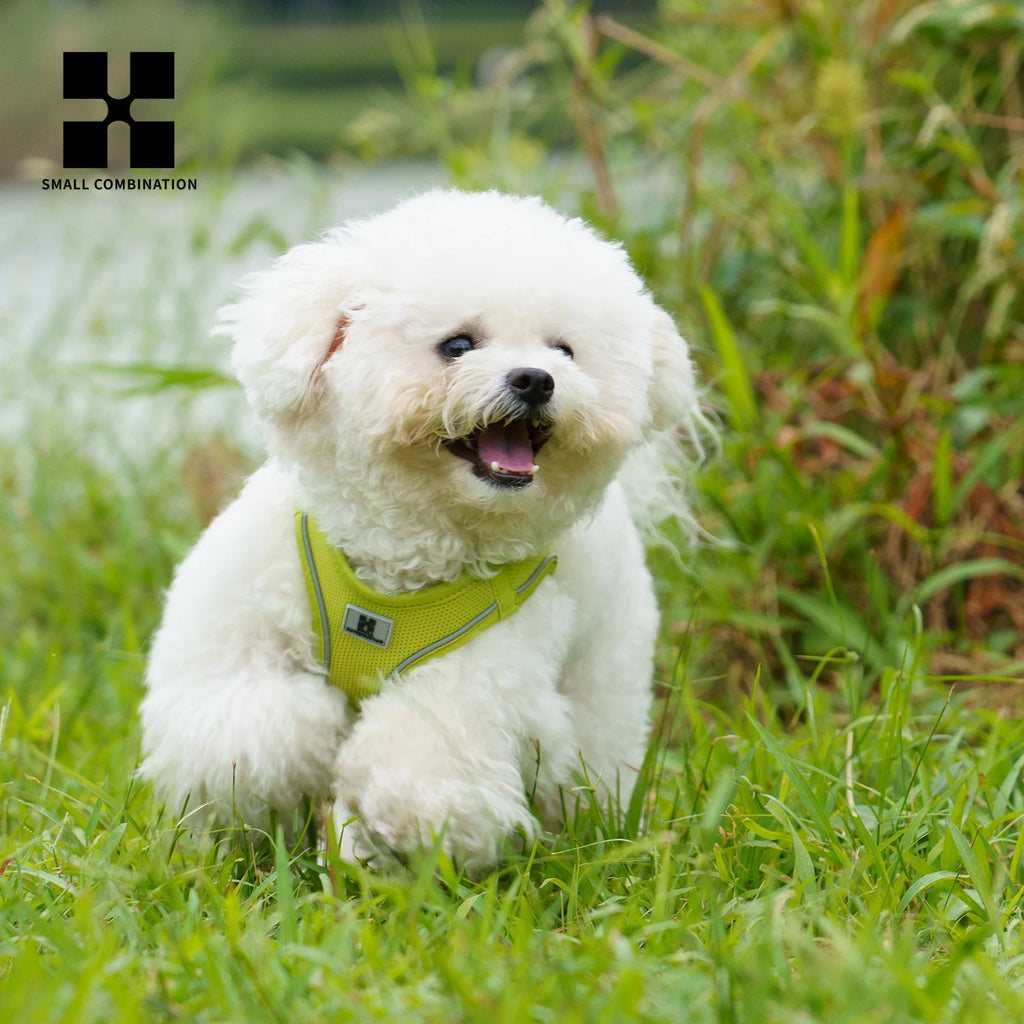 Set Arnés + Correa para Perros | Reflectante y Ajustable